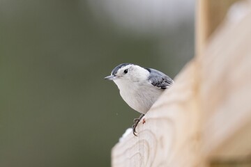 White-breasted nuthatch perched on a natural wooden surface