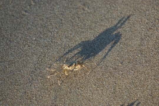 High angle shot of a spotted crab crawling around on the sand