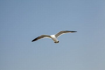 새우깡을 먹으려고 서로 경쟁하는 갈매기들의 힘찬 날개짓과 경쟁구도