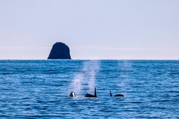Orcas Blowing Air and Water in Kenai Fjords National Park