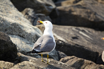 새우깡을 먹으려고 서로 경쟁하는 갈매기들의 힘찬 날개짓과 경쟁구도