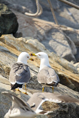 새우깡을 먹으려고 서로 경쟁하는 갈매기들의 힘찬 날개짓과 경쟁구도