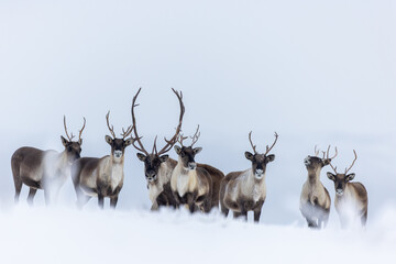 Herd of Caribou in the snow - obrazy, fototapety, plakaty