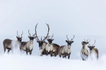 Foto op Plexiglas Herd of Caribou in the snow © Mark Lindberg