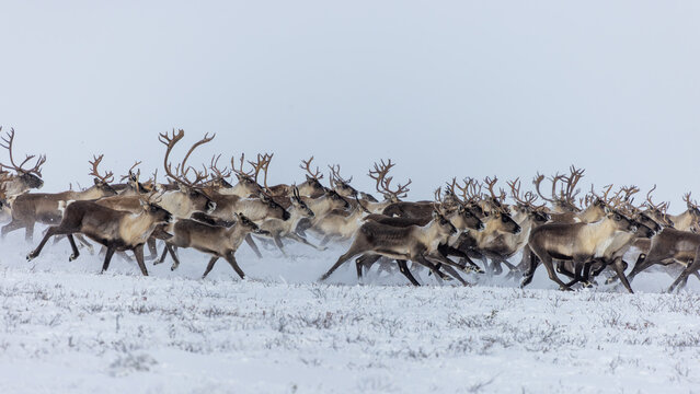 Caribou herd running in the snow