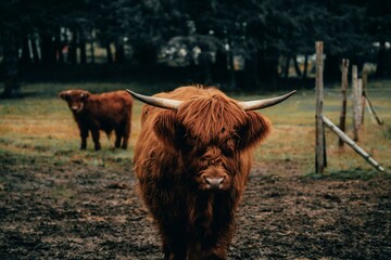 Close up of a Scottish highland cow in a paddock