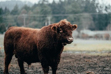 the large brown cow is standing in the muddy field looking directly - obrazy, fototapety, plakaty