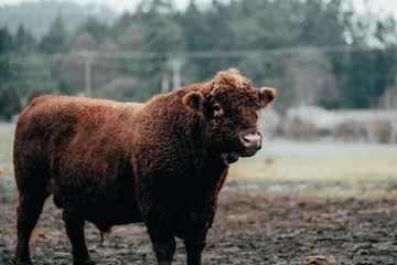 Crédence de cuisine en verre imprimé Highlander écossais the large brown cow is standing in the muddy field looking directly
