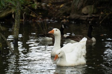 Group of ducks and geese swimming in a tranquil body of water