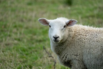 Close-up image of a white sheep standing in a lush green field