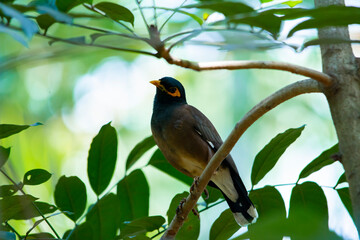 Myna