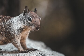 Closeup of a squirrel in the Dolomites, California, USA