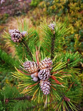 Close-up of a branch with a cluster of pine cones in various stages of growth. Cindrel Natural Park.