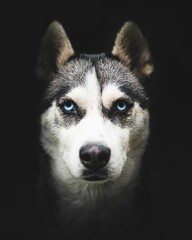 Vertical closeup shot of a beautiful husky face with bright blue eyes