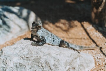 Beautiful iguana perched atop a large rock in a lush green environment