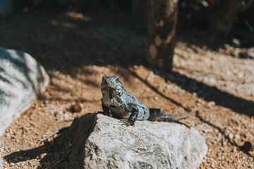 Beautiful iguana perched atop a large rock in a lush green environment