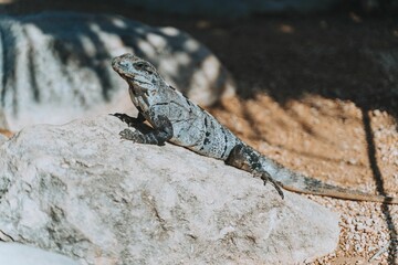 Beautiful iguana perched atop a large rock in a lush green environment