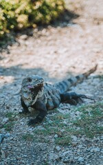 Beautiful iguana perched atop a large rock in a lush green environment