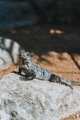 Beautiful iguana perched atop a large rock in a lush green environment