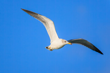 飛翔する美しいウミネコ（カモメ科）。

神奈川県中郡大磯町照ヶ崎海岸にて。
2023年10月21日撮影。

Beautiful Black-tailed Gull in flight.

At Terugasaki Beach, Oiso Town, Naka-gun, Kanagawa-pref, Japan,
photo by October 21, 2023.
