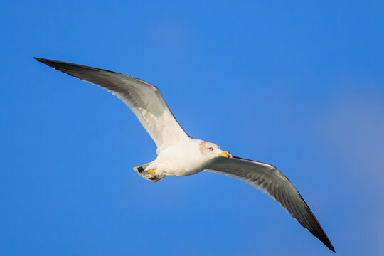飛翔する美しいウミネコ（カモメ科）。

神奈川県中郡大磯町照ヶ崎海岸にて。
2023年10月21日撮影。

Beautiful Black-tailed Gull in flight.

At Terugasaki Beach, Oiso Town, Naka-gun, Kanagawa-pref, Japan,
photo by October 21, 2023.
