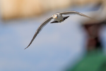 飛翔する美しいウミネコ（カモメ科）。

神奈川県中郡大磯町照ヶ崎海岸にて。
2023年10月21日撮影。

Beautiful Black-tailed Gull in flight.

At Terugasaki Beach, Oiso Town, Naka-gun, Kanagawa-pref, Japan,
photo by October 21, 2023.

