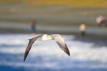 飛翔する美しいウミネコ（カモメ科）。

神奈川県中郡大磯町照ヶ崎海岸にて。
2023年10月21日撮影。

Beautiful Black-tailed Gull in flight.

At Terugasaki Beach, Oiso Town, Naka-gun, Kanagawa-pref, Japan,
photo by October 21, 2023.

