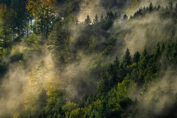 Lush forest has been blanketed in a thick layer of fog in Gutach im Breisgau, Germany