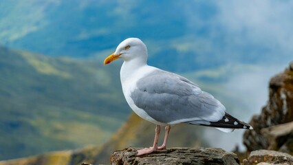 European herring gull at Snowdon summit.