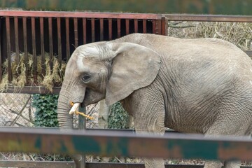 Fototapeta premium African Elephant at Howletts Zoo