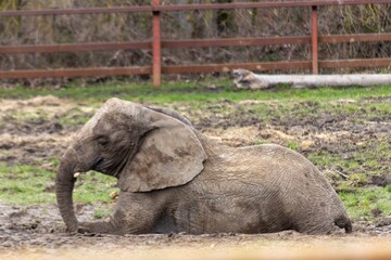 Fototapeta premium African Elephant at Howletts Zoo
