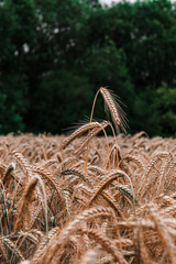 ears of wheat in a field