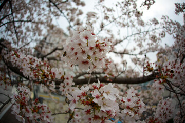 대학캠퍼스에 흐드러지게 핀 벚꽃과 꽃잎들