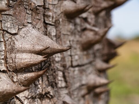 Detail of a floss silk tree (Ceiba speciosa) in the Gran Chaco in Paraguay, South America