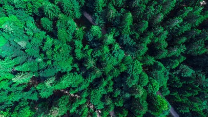 an aerial view of some evergreen trees and dirt roads in a forest - Powered by Adobe