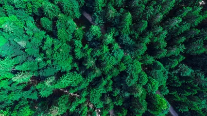Foto op Plexiglas an aerial view of some evergreen trees and dirt roads in a forest © Wirestock