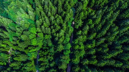 aerial view of a road in the middle of a lush forest