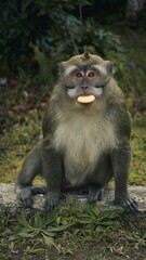 Adult macaque monkey sits in a park, leisurely consuming a snack