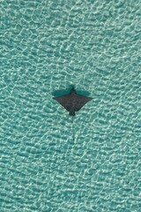 Aerial view of a ray swimming in the crystal-clear sea in the Maldives