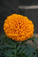 Closeup of an orange Mexican marigold growing in a green garden