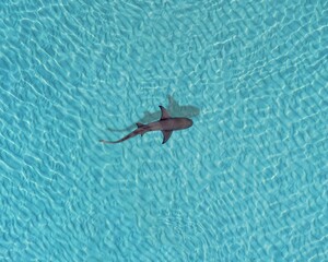 Aerial view of a shark swimming in a crystal-clear turquoise sea