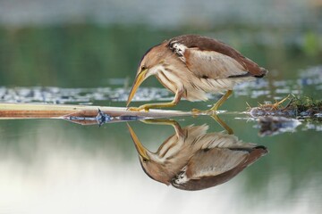 Little bittern standing in shallow water, its reflection mirrored in the still lake.