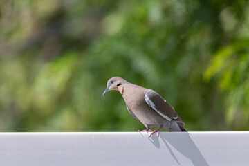 A dove perched atop a white fence looks to the left, with a green bokeh background.