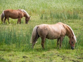 Naklejka na ściany i meble Scenic view of horses grazing in a green field
