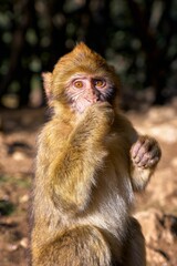 Monkey standing upright on its hind legs in the forest of Azrou, Morocco