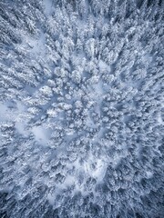 Idyllic winter scene of a wooded landscape, featuring a multitude of trees