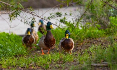Group of It creak ducks gathering in a grassy meadow near a tranquil stream and a lush green tree