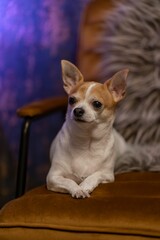 Chihuahua laying on an armchair