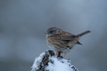a bird sitting on the top of a stump in the snow - Powered by Adobe