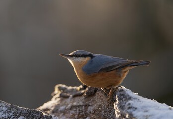 Fototapeta premium a little bird sitting on top of a piece of stone